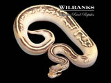 Orange Dream Blackhead Spotnose Pastel Mojave Fire Yellow Belly Ball Python ♀ '25