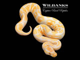 Lavender 100% Het. Clown Ball Python ♀ '25
