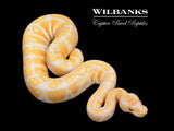 Lavender Albino Ball Python ♀ '25