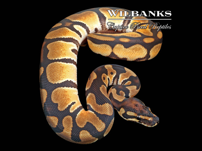 Orange Dream 100% Het. Pied Ball Python ♀ '25