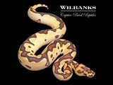 Orange Dream Fire Clown Ball Python ♂ '25