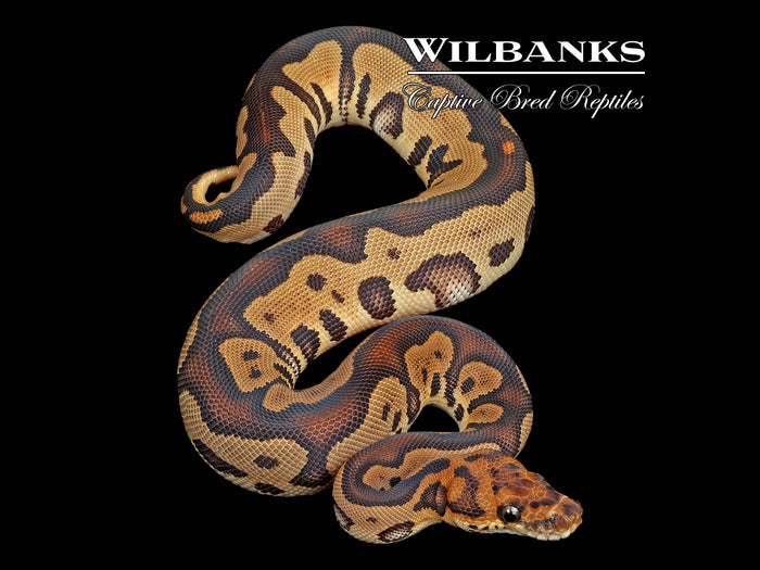 Leopard Clown Ball Python ♂ '25