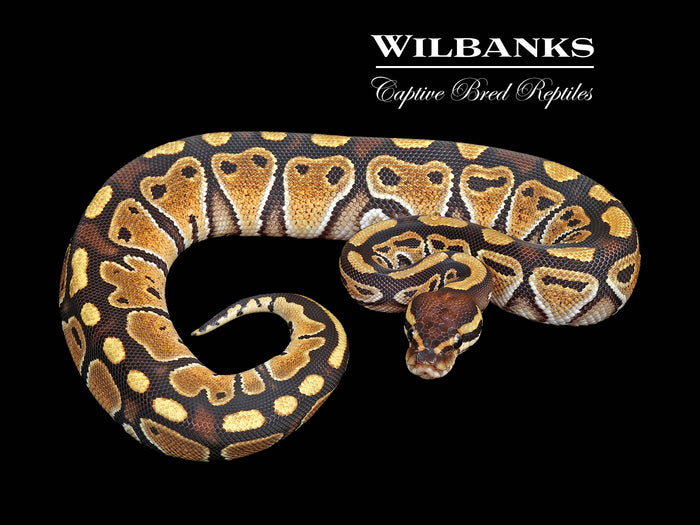 Russo Ball Python ♀ '25