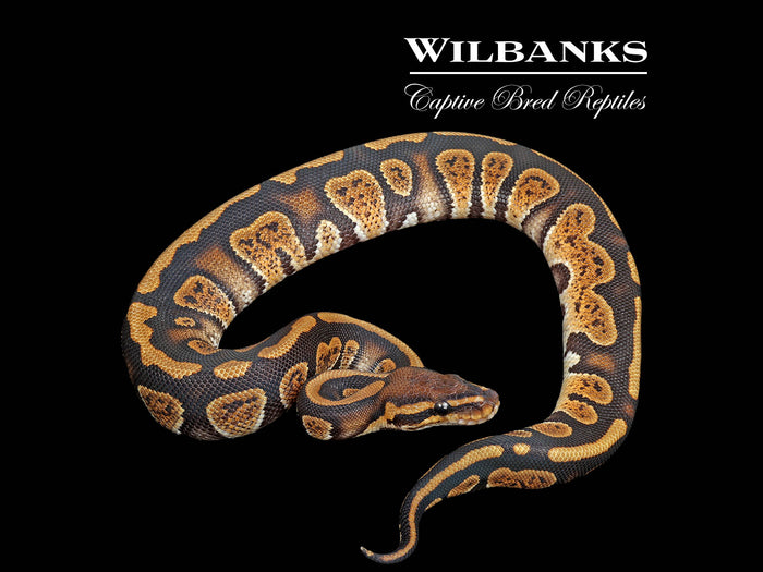 Stranger 100% Het. Orange Crush Ball Python ♂ '25