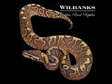 GHI Yellow Belly or Asphalt Ball Python ♀ '25