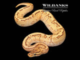 Fire Pinstripe Asphalt Ball Python ♂ '25