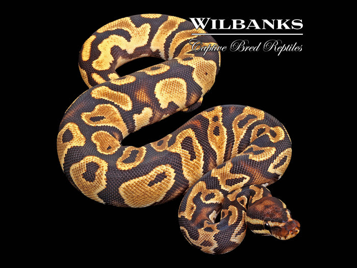 Orange Dream Yellow Belly 100% Het. Pied Ball Python ♀ '25