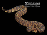 Mahogany Pastel Mojave GHI Ball Python ♀ '25