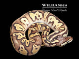 Blackhead FireFly 100% Het. Clown Ball Python ♂ '25