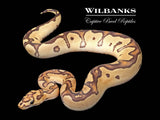 Fire Clown Ball Python ♂ '25
