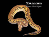Blackhead Pastel Butter Clown Ball Python  ♂ '25