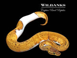 Lemon Blast Pied Ball Python ♀ '25