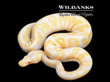 Albino Pastel Leopard Ball Python ♀ '25