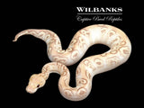 GHI Banana Mojave Clown Ball Python ♂ '25