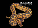 Leopard Orange Crush Yellow Belly or Asphalt Ball Python ♂ '25