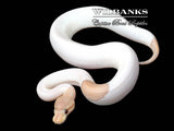 Banana Mahogany Cinnamon Pied Ball Python ♀ '25
