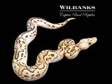 FireFly Orange Dream Clown 100% Het. Pied Ball Python ♂ '25