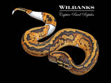 Pied Ball Python ♂ '25
