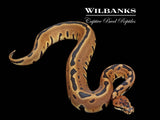Leopard Spotnose PDH Albino Clown Ball Python ♂ '25