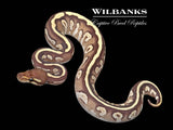Mojave Fire Blackhead 100% Het. Hypo Ball Python ♀ '25