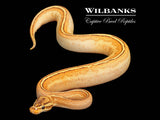 Freeway Orange Dream Pinstripe Ball Python ♀ '25