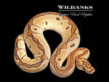 Fire Red Stripe Clown Ball Python ♀ '25