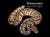 Pastel Blackhead Orange Dream Ball Python ♂ '25
