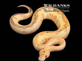 Bamboo Puma Clown Black Pastel Leopard Ball Python ♀ '25