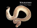 Nuclear Black Pewter Yellow Belly or Asphalt Ball Python ♀ '25