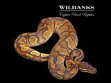 Blackhead Enchi 100% DH Lavender Pied Ball Python ♀ '25