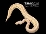 Cinnamon Candy Ball Python ♀ '25