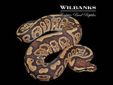 Fire Sable Ball Python ♀ '25
