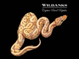 Banana Special Leopard Ball Python ♂ '25