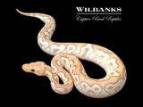Banana Mojave Clown Ball Python ♂ '25