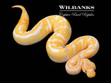 Lavender Leopard Enchi Paradox Ball Python ♀ '25