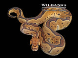 GHI Clown Ball Python ♀ '25