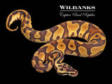 Pastel Enchi Leopard 100% Het. Clown Ball Python ♀ '25