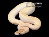 Spotnose Enchi Ivory Ball Python ♂ '25