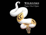 FireFly Stranger Pied Ball Python ♂ '25