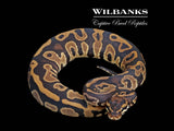 Leopard Fire 100% Het. VPI Axanthic Ball Python ♀ '25