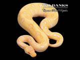 Albino Leopard Enchi Ball Python ♀ '25