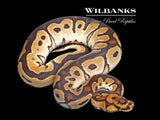 Orange Dream Clown 100% Het. Pied Ball Python ♂ '25