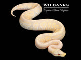 Cinnamon Candy Ball Python ♂ '25