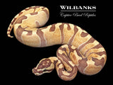 GHI Fire Enchi 100% Het. Ghost Ball Python ♂ '25