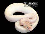 Ivory Ball Python ♀ '25