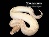 Fire Highway Ball Python ♂ '25