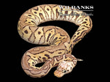 Pastel Spotnose Clown Ball Python ♀ '25