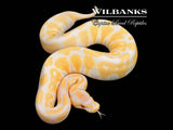 Lavender Albino 100% Het. VPI Axanthic Ball Python ♀ '25