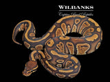 Stranger Ball Python ♂ '25