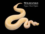 Cinnamon Pinstripe Candy Ball Python ♂ '25